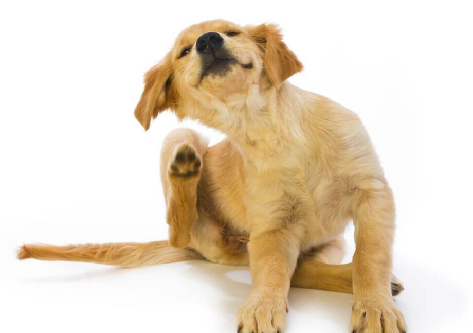 Cannington Veterinary Hospital - Puppy scratching