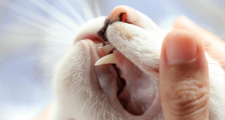 Cannington Veterinary Hospital - Cat Dental Check