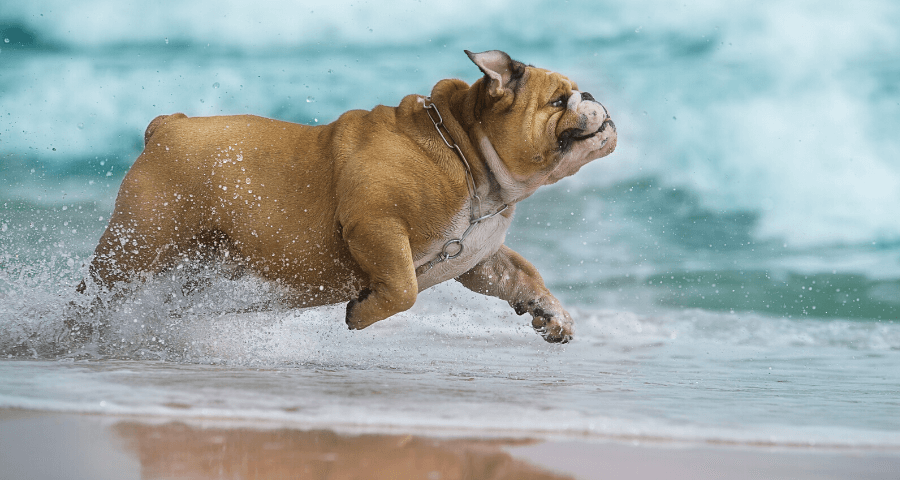Cannington Veterinary Hospital - Bulldog running into the waves
