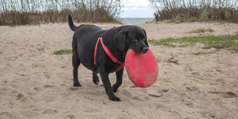 Cannington Veterinary Hospital - Overweight dog with a frisbee at the beach