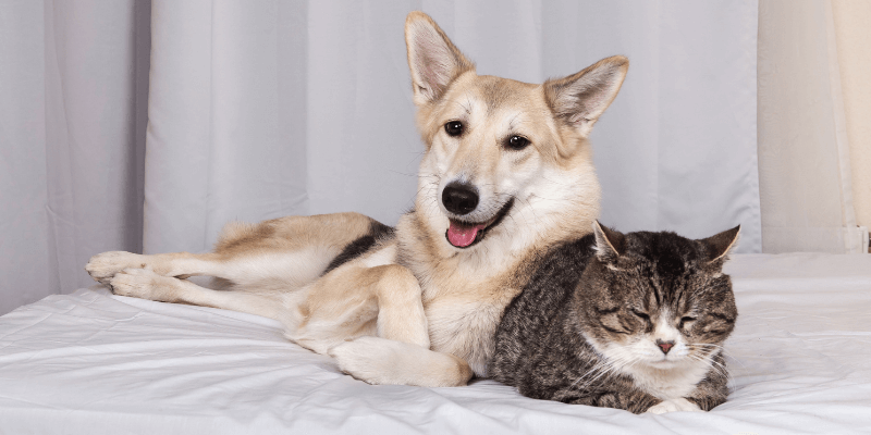 Cannington Veterinary Hospital - Dog & Cat lying on bed