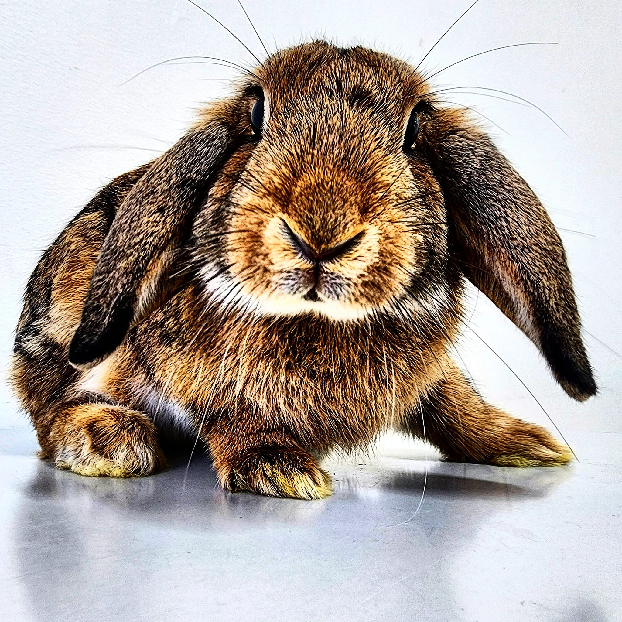 Cannington Veterinary Hospital - Apples the Rabbit