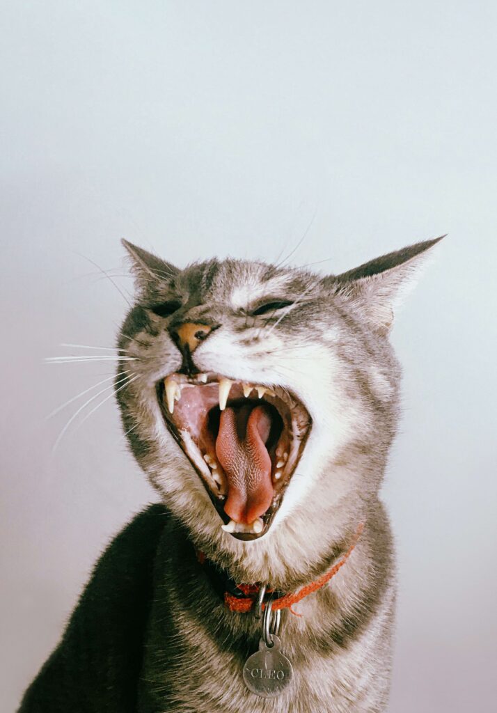 Cannington Veterinary Hospital - Cat yawning