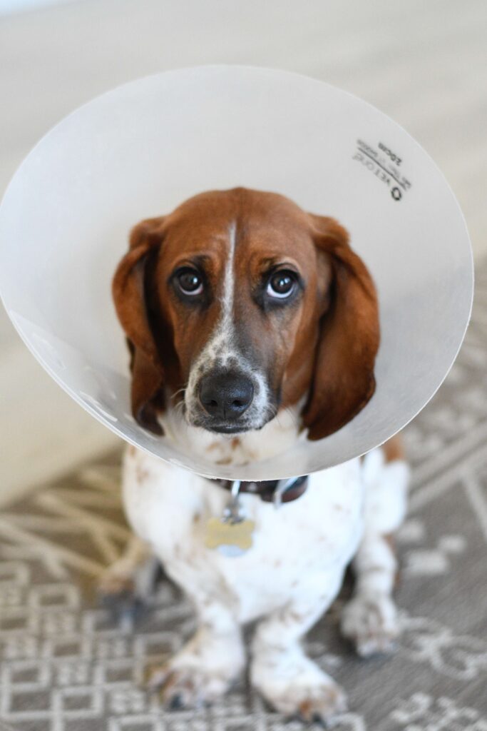 Cannington Veterinary Hospital - Dog wearing E collar