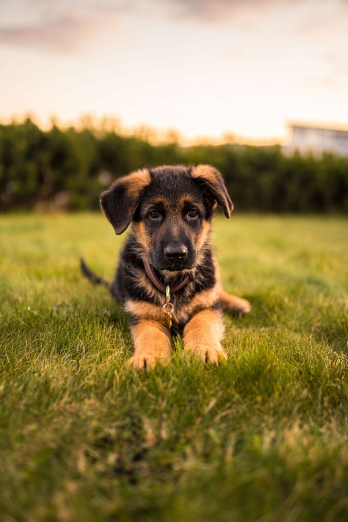 Cannington Veterinary Hospital - German Shepherd puppy