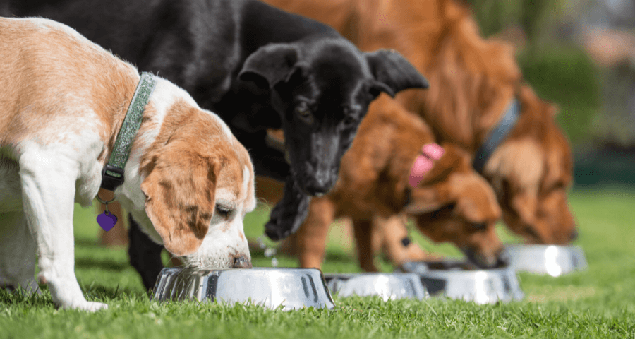 Cannington Veterinary Hospital - Dogs drinking water at the park