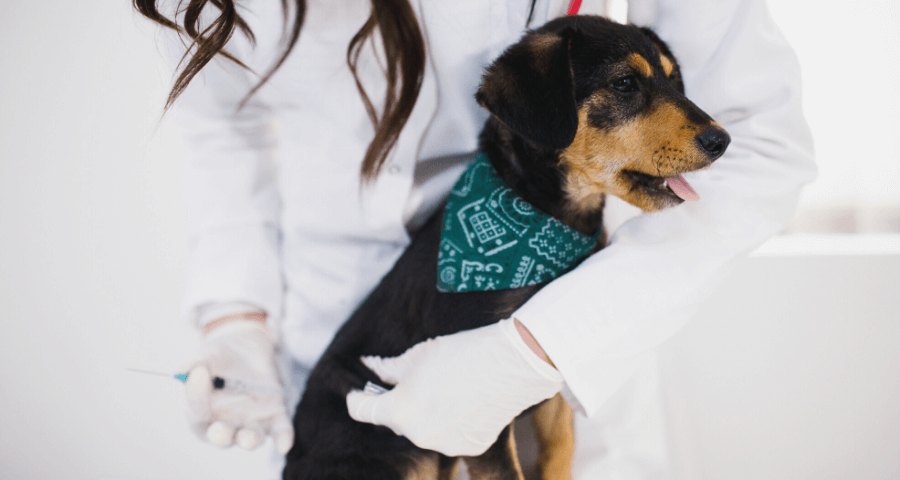Cannington Veterinary Hospital - Dog Vaccination