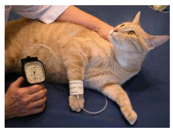 Cannington Veterinary Hospital - Blood Pressure