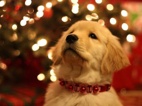 Cannington Veterinary Hospital - Christmas Puppy