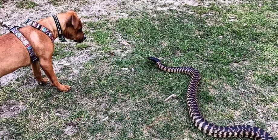 Cannington Veterinary Hospital - Dog next to snake