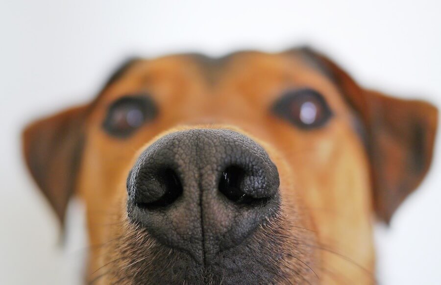 Cannington Veterinary Hospital - Dog close up