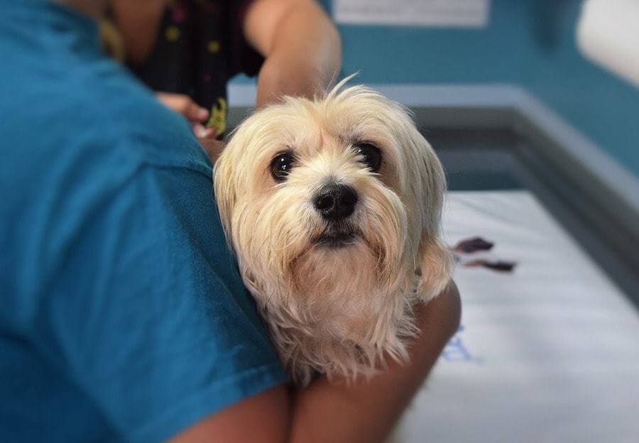 Cannington Veterinary Hospital - Dog at the vet