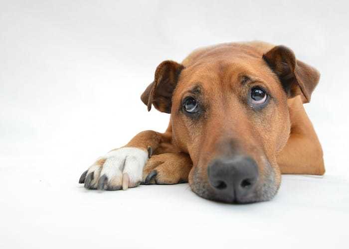 Cannington Veterinary Hospital - Sad Dog