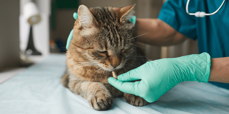 Cannington Veterinary Hospital - Cat taking medication