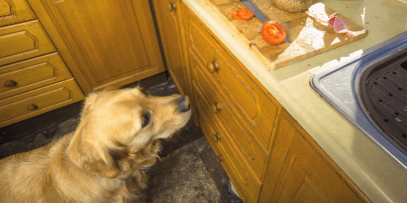 Cannington Veterinary Hospital - Dog in Kitchen