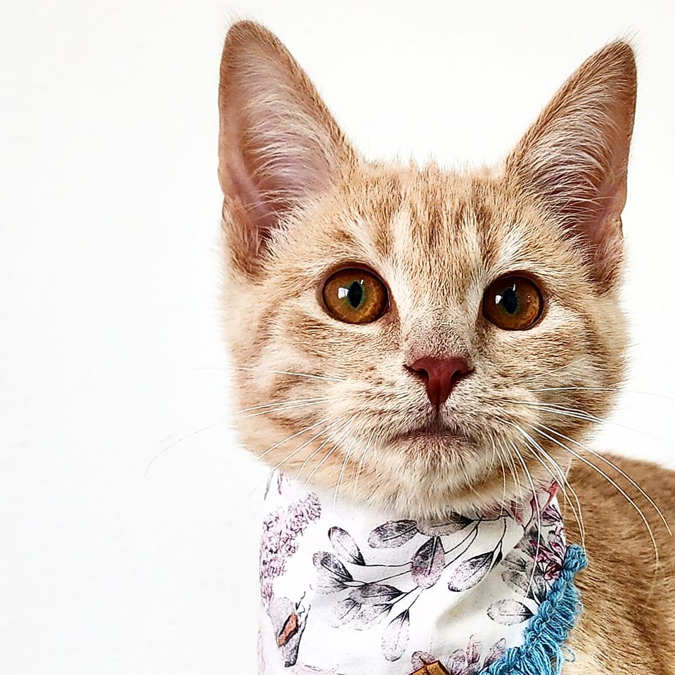 Cannington Veterinary Hospital - Ginger Kitten