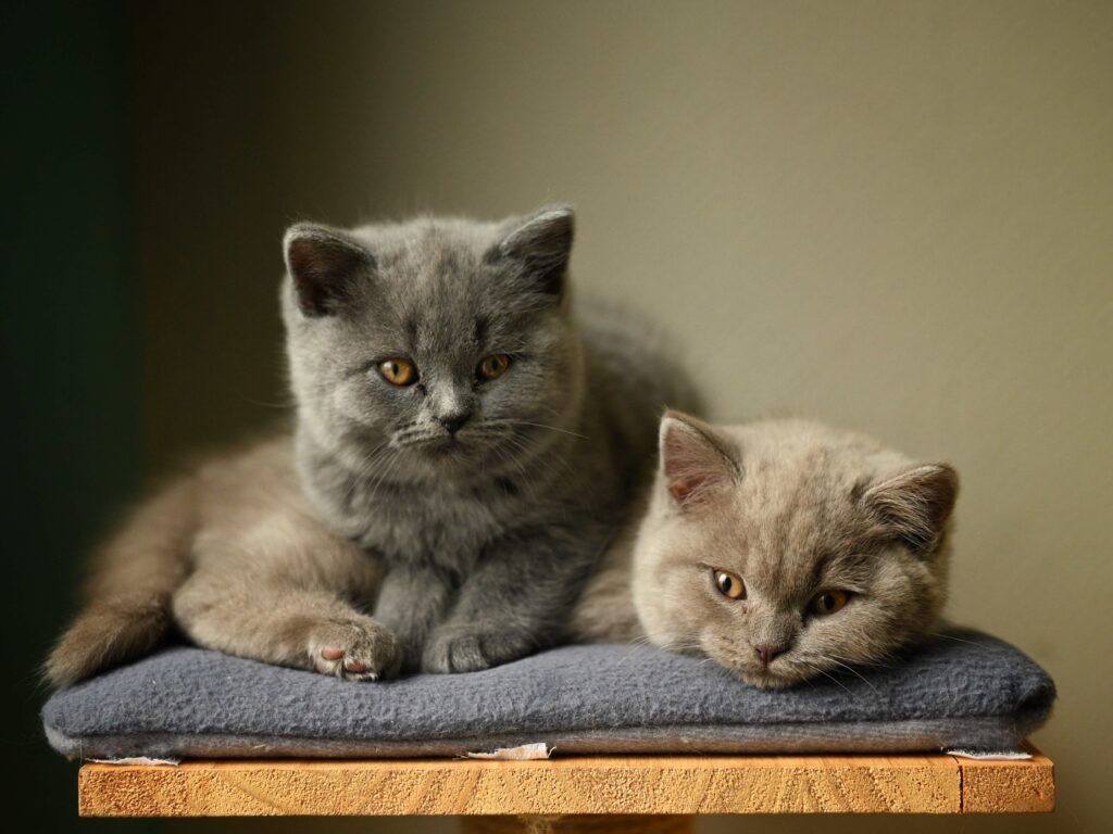 Cannington Veterinary Hospital - Cute Kittens