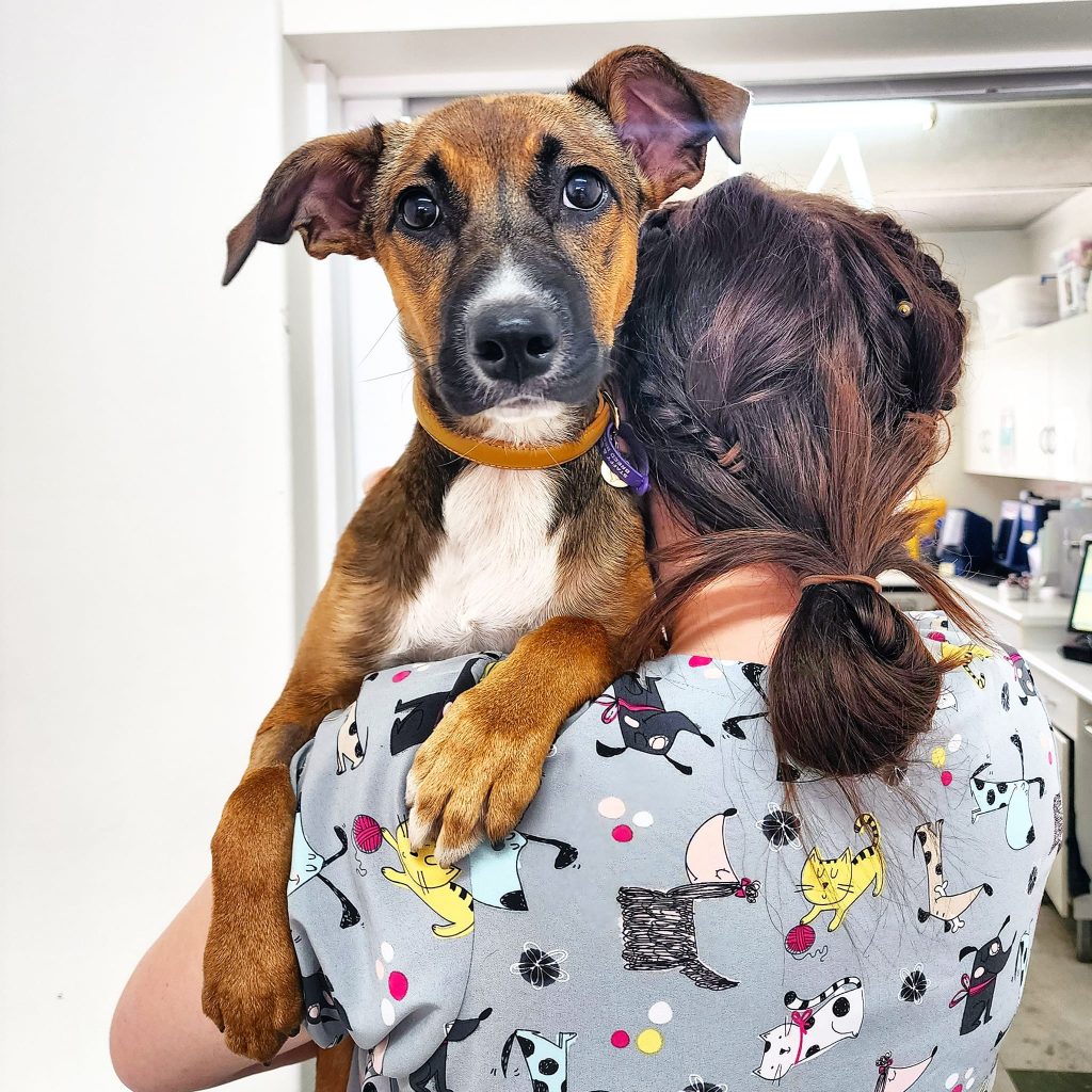 Cannington Veterinary Hospital - Puppy Cuddles