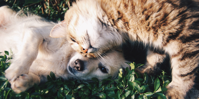 Cannington Veterinary Hospital - Cat and dog laying on grass together.