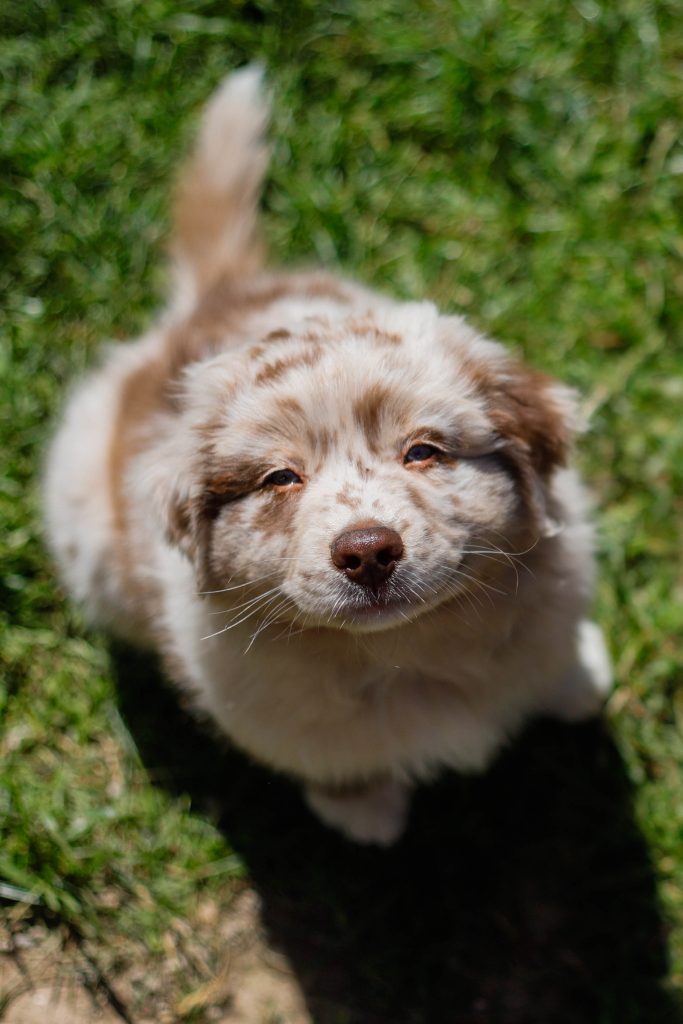 Cannington Veterinary Hospital -Australian Shepherd puppy