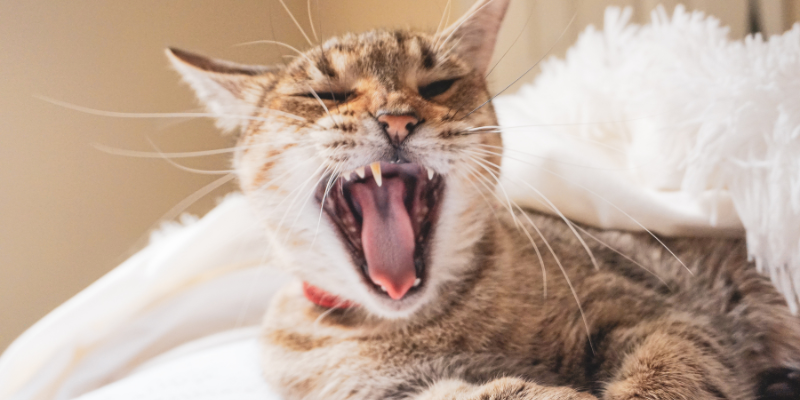 cat yawning showing off its teeth.