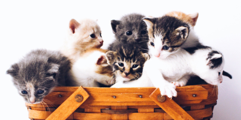 6 cute little kittens sitting in a basket