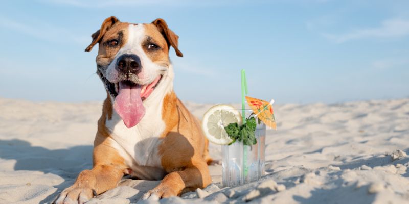 Tips-to-Keep-Your-Pets-Cool-This-Summer
