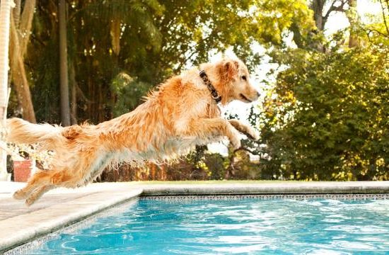 Dog diving into pool