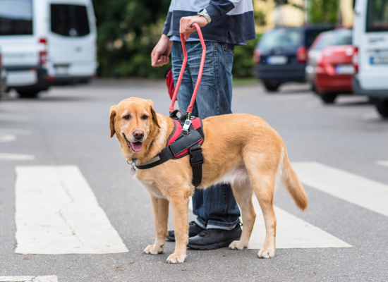 How to support dog handlers
